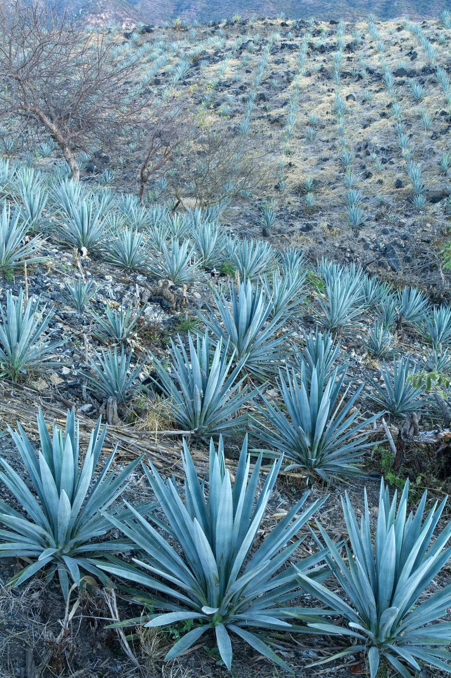 Rows of blue agave growing among stone and dry grass on a hillside near Tequila, Jalisco