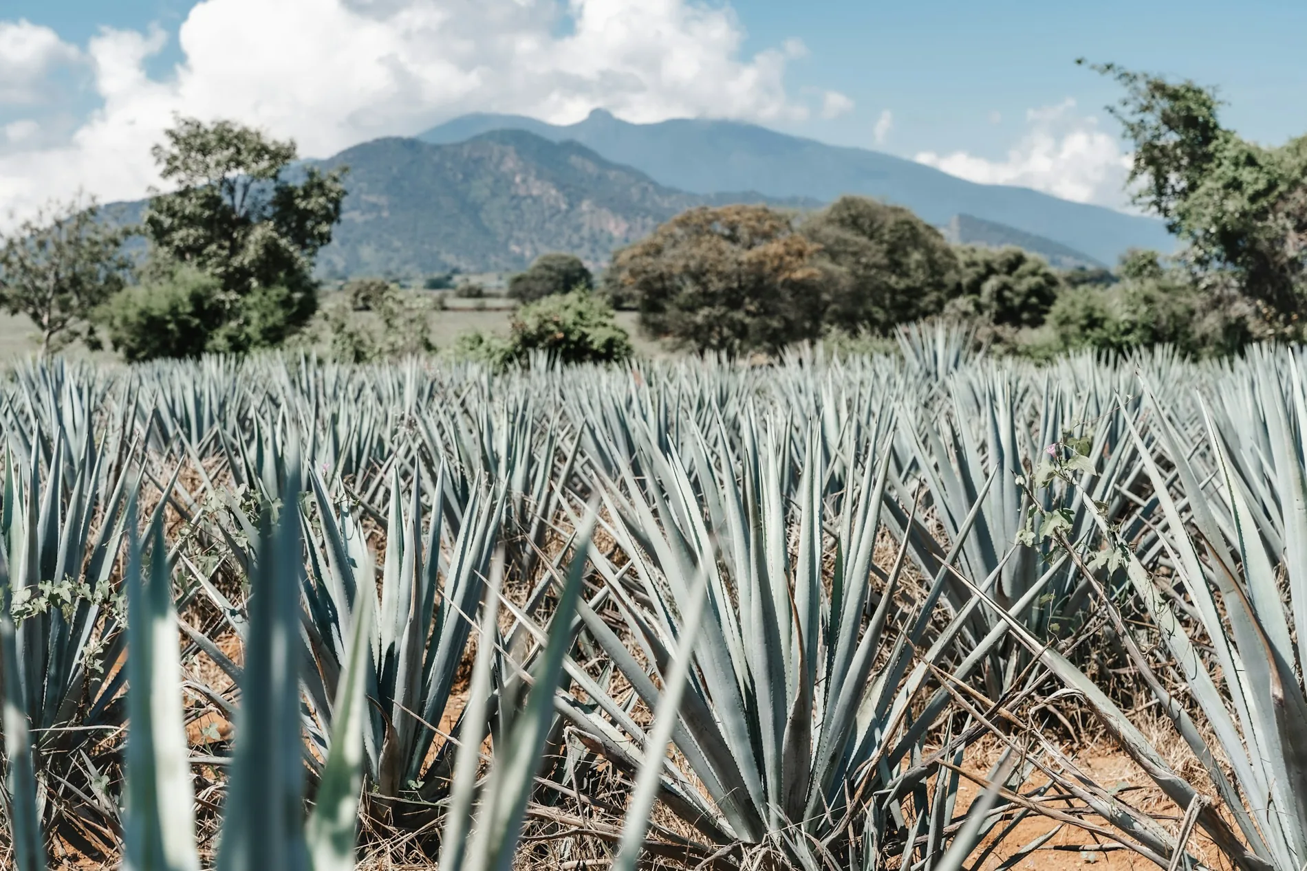 Blue-green agave fields near Tequila, Jalisco, with mountains in the distance